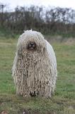 KOMONDOR 154